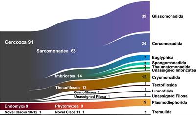 Functional Traits and Spatio-Temporal Structure of a Major Group of Soil Protists (Rhizaria: Cercozoa) in a Temperate Grassland